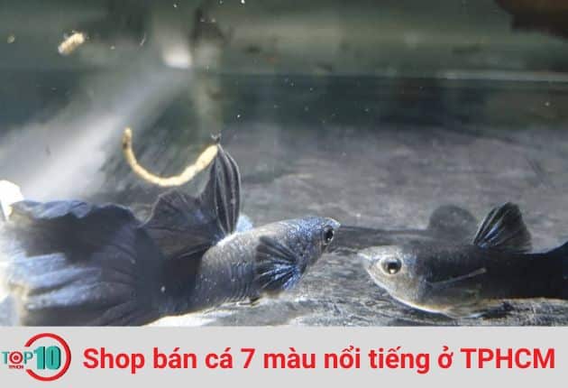 Cửa Hàng Guppy Farm Thủ Đức