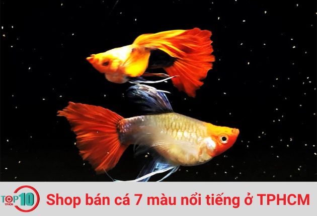 Cửa Hàng Cá Bảy Màu Guppy Vip