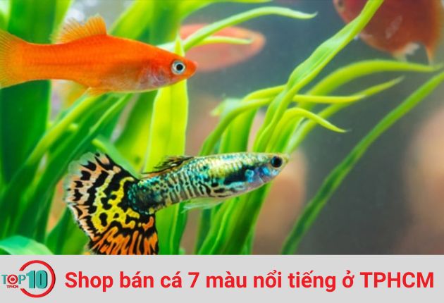 Trại Cá Bảy Màu Guppy Thái