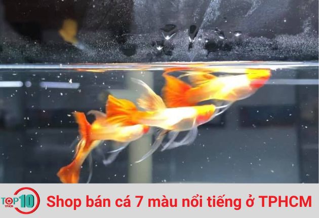 Shop Cá Bảy Màu Ba Cu Đất