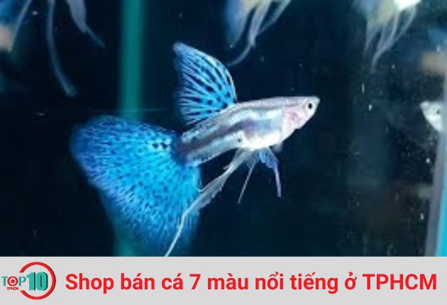 Shop Cá Cảnh Nguyễn Phát