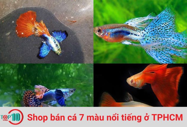 Shop bán cá 7 màu nổi tiếng ở TPHCM