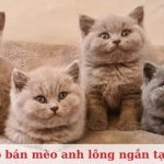 Top 15 shop bán mèo anh lông ngắn tại TPHCM đẹp, uy tín