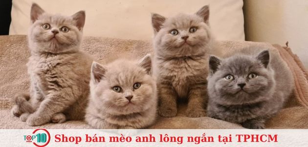 Top 10+ shop bán mèo Anh lông ngắn tại TPHCM đẹp, uy tín