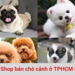 Các địa chỉ bán chó cảnh tại Sài Gòn