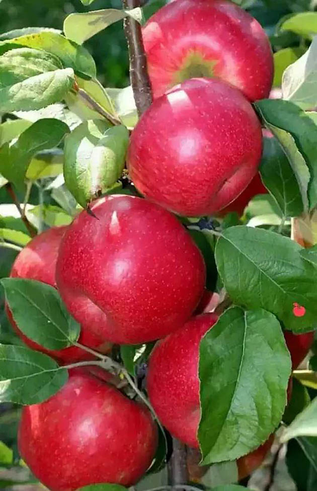 Chùm táo đỏ tươi sáng tràn đầy sức sống trong hình ảnh.