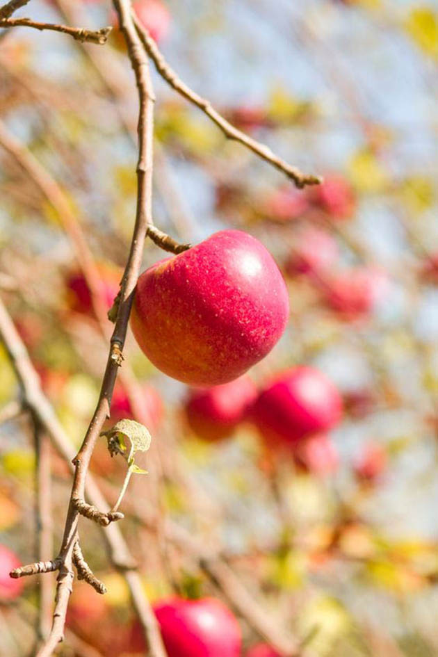 Màu đỏ quyến rũ trong hình ảnh quả táo.
