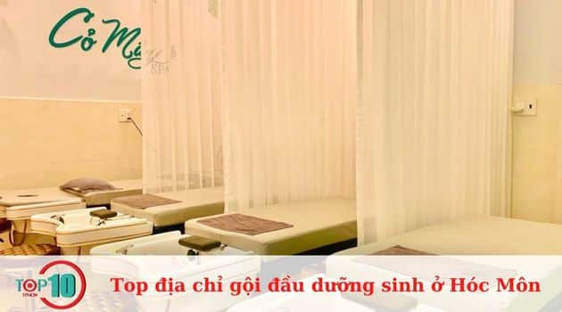 Cỏ Mây - Gội Đầu Dưỡng Sinh