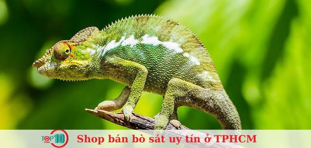HCM Reptile Shop