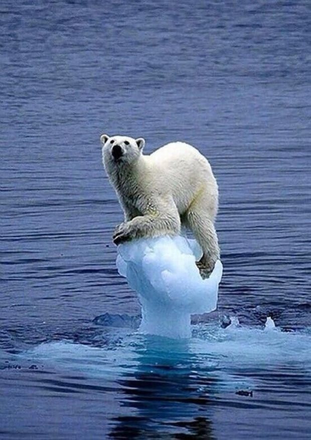 Hình ảnh gấu Bắc Cực không còn nơi sinh sống do biến đổi khí hậu