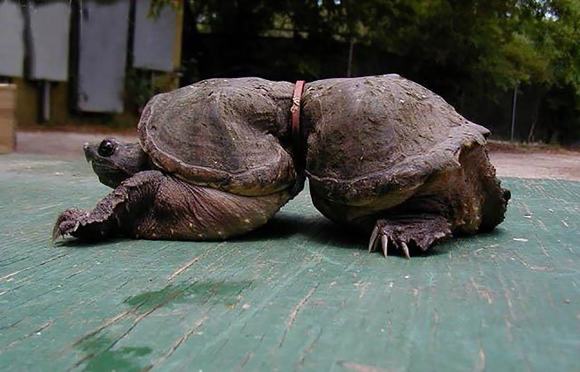 Hình ảnh cơ thể con rùa bị biến dạng do dị vật