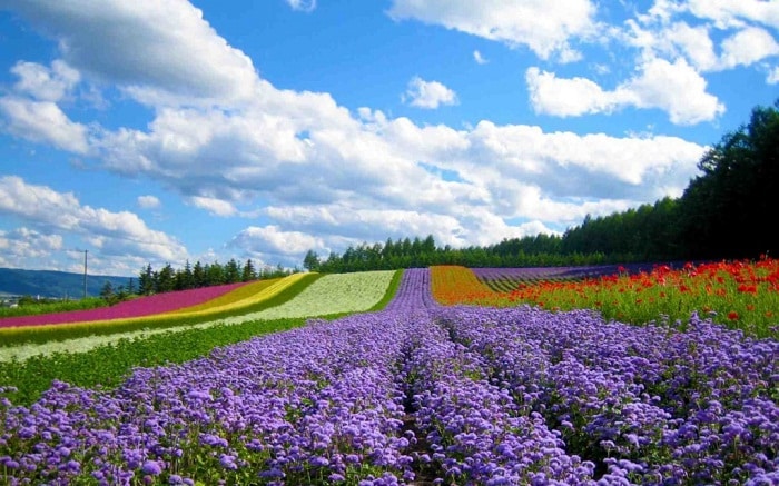 Hình ảnh cánh đồng hoa Đà Lạt đầy sắc màu.