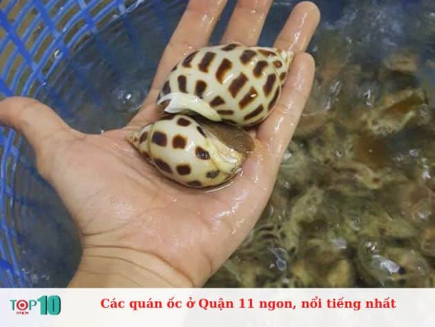 Các quán ốc ở Quận 11 ngon, nổi tiếng nhất