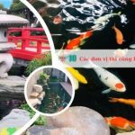 Các đơn vị thi công hồ cá Koi đẹp tại TPHCM