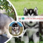 Các địa chỉ phối giống chó Alaska tại TPHCM uy tín nhất