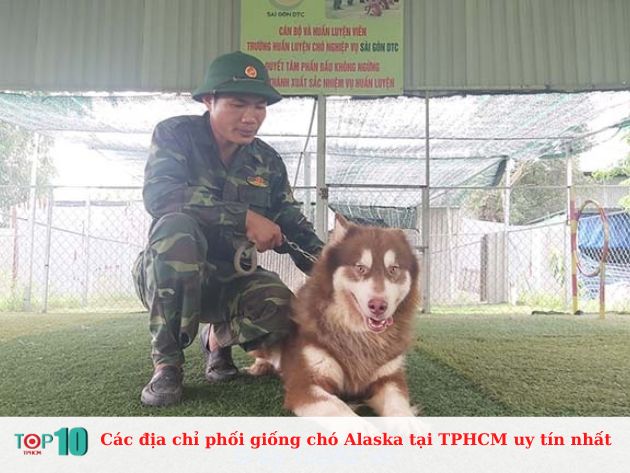  Các địa chỉ phối giống chó Alaska tại TPHCM uy tín nhất