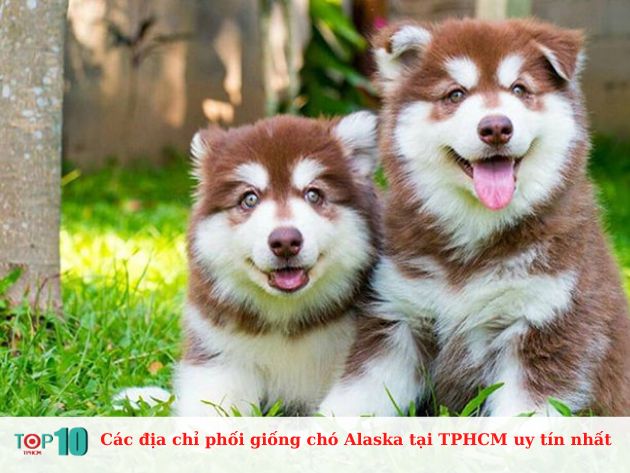  Các địa chỉ phối giống chó Alaska tại TPHCM uy tín nhất