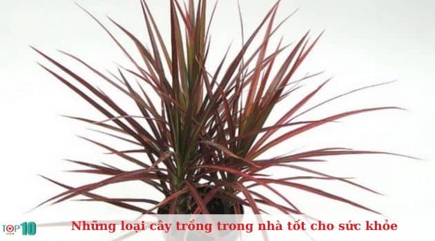 Cây phất dụ mảnh