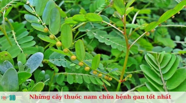 Diệp hạ châu