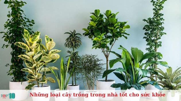 Những loại cây trồng trong nhà tốt cho sức khỏe