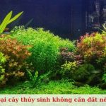 Các loại cây thủy sinh không cần đất nền