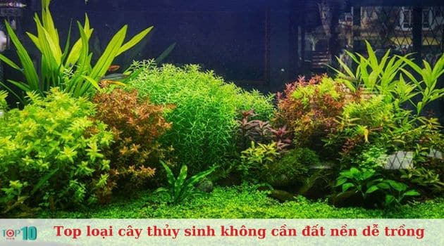 Các loại cây thủy sinh không cần đất nền