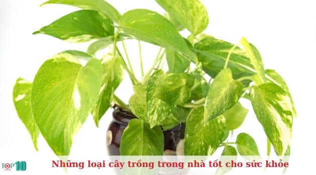 Trầu bà vàng