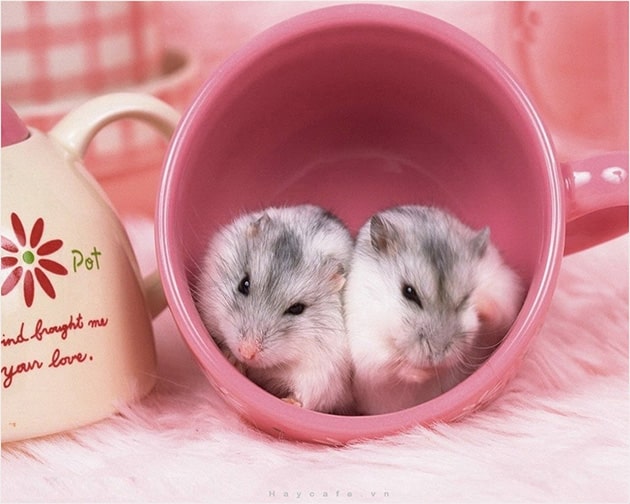 Hình ảnh chuột hamster cute mới