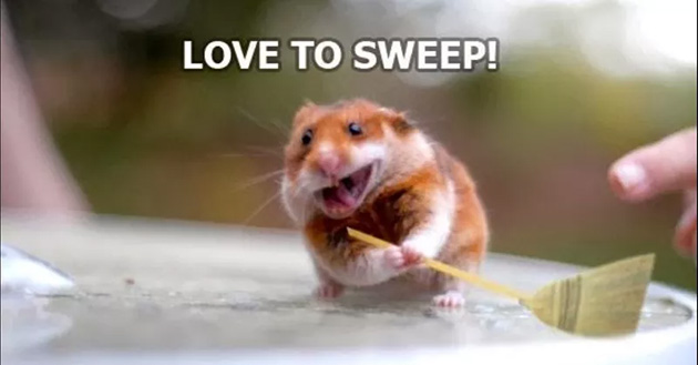 Meme con chuột thích quét dọn nhà cửa.