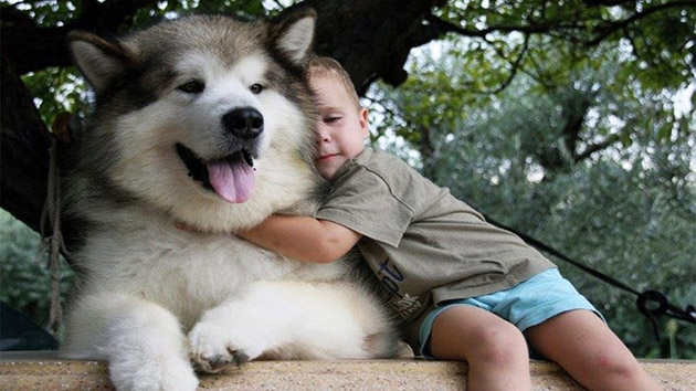 Hình ảnh chó Alaska thân thiện với trẻ em.