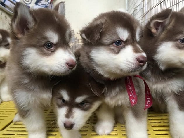 Chó Alaska Malamute Khổng Lồ, Nhỏ, Thông Minh, Dễ Thương