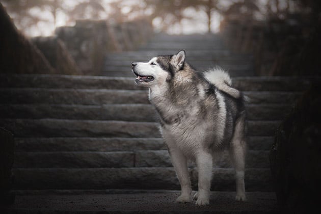 Hình ảnh chó Alaska Malamute và đặc điểm giống chó Alaska