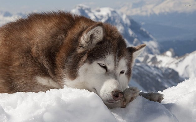 Ảnh chó Alaska cô độc ngủ trên núi tuyết.
