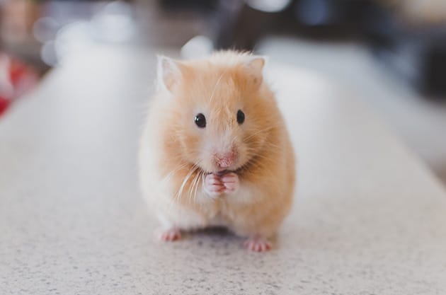 Hình ảnh chuột hamster cute nhỏ nhắn