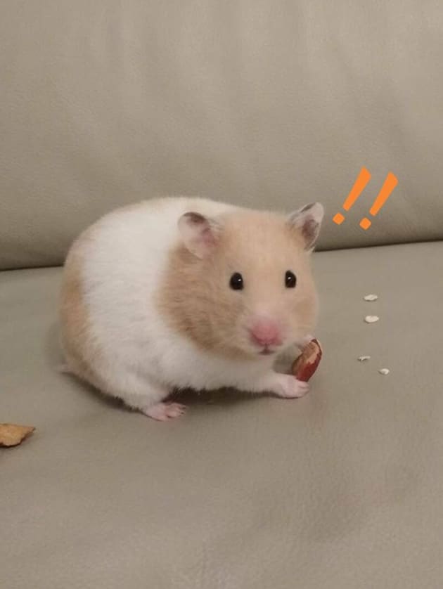 Hình chú chuột Hamster bị phát hiện ăn vụng.