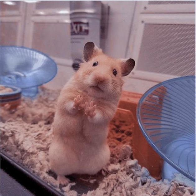 Ảnh Hamster dễ thương tò mò muốn chơi với chủ.