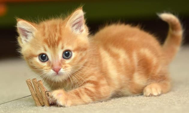 TOP 60 Hình ảnh mèo hài hước, cực bựa, đáng yêu và dễ thương