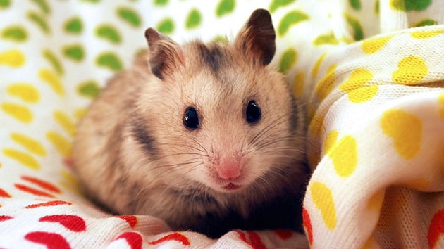 Hình nền chuột hamster cute nhất cho máy tính, điện thoại.