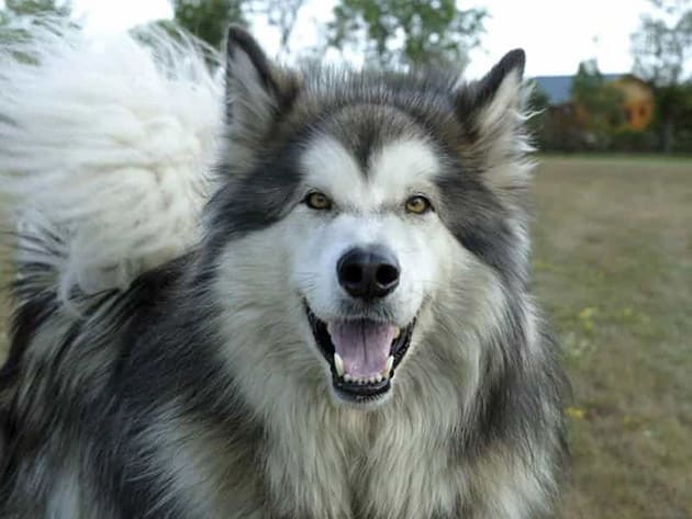 TOP 10 Giống chó Alaska lai Phổ Biến & Đẹp Nhất