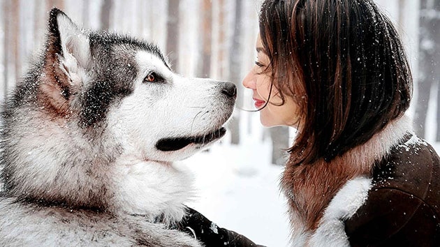 Chó ALaska Malamute