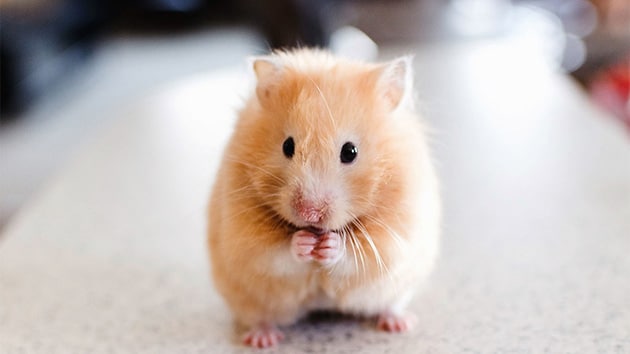 Hình ảnh chuột hamster siêu cute và dễ thương nhất