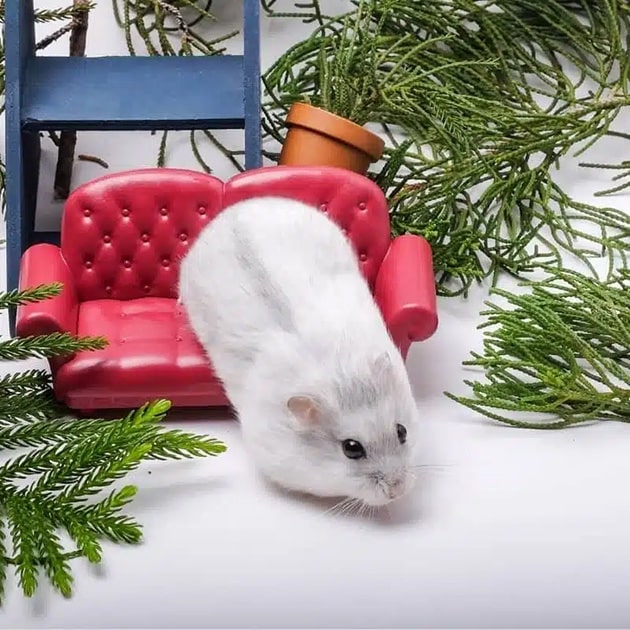 Chuột Hamster Winter White Siêu Đẹp ngồi ghế sofa.