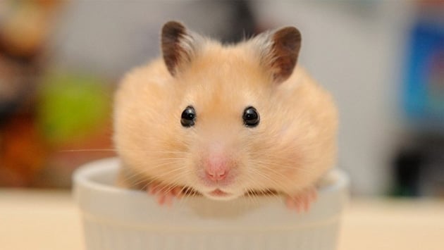 Hình ảnh chuột Hamster ngộ nghĩnh, cute