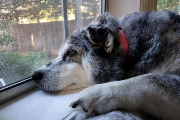 Hình ảnh chó Alaska buồn nằm nhìn ra cửa sổ.