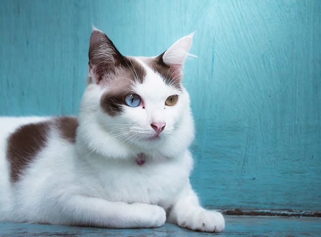 Hình ảnh mèo 2 màu mắt cực hiếm và đẹp.