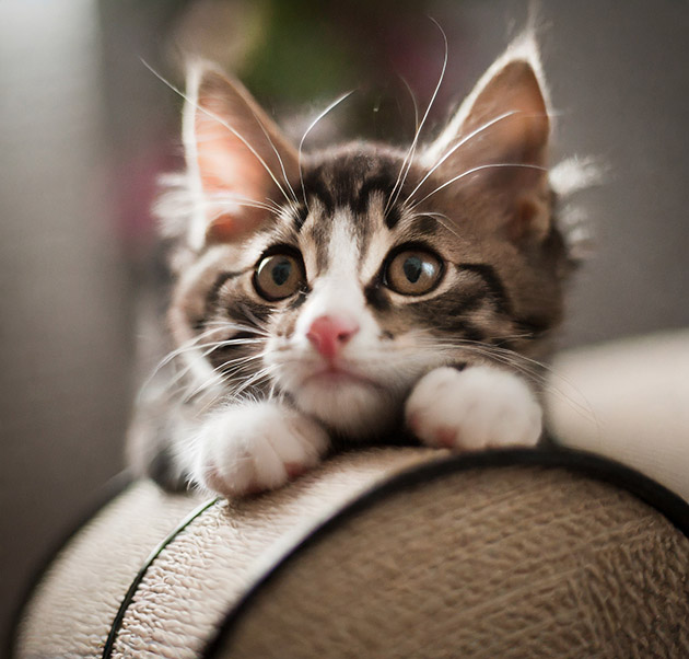 Hình Ảnh Con Mèo Đáng Yêu - Dễ Thương Và Vẻ Đẹp U Mê