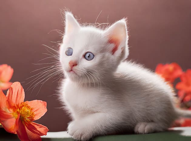 Hình ảnh Mèo Kitty Dễ Thương bên cạnh bông hoa