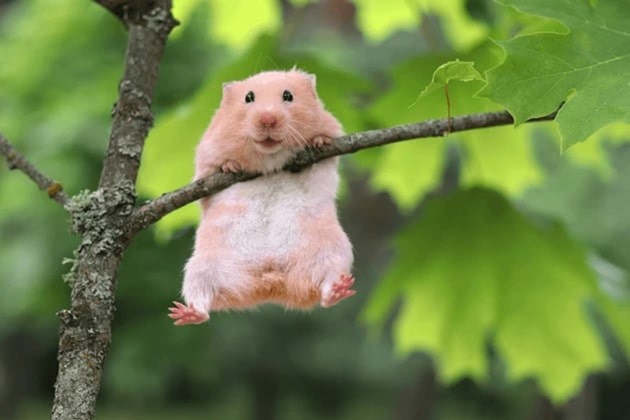 Hình ảnh chuột Hamster tinh nghịch tìm cách trèo cây.