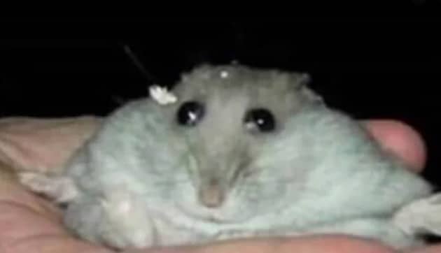 Hình meme chuột Hamster mắt long lanh cầu xin được tha mạng.