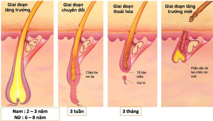 cách làm tóc nhanh dài trong 1 tuần